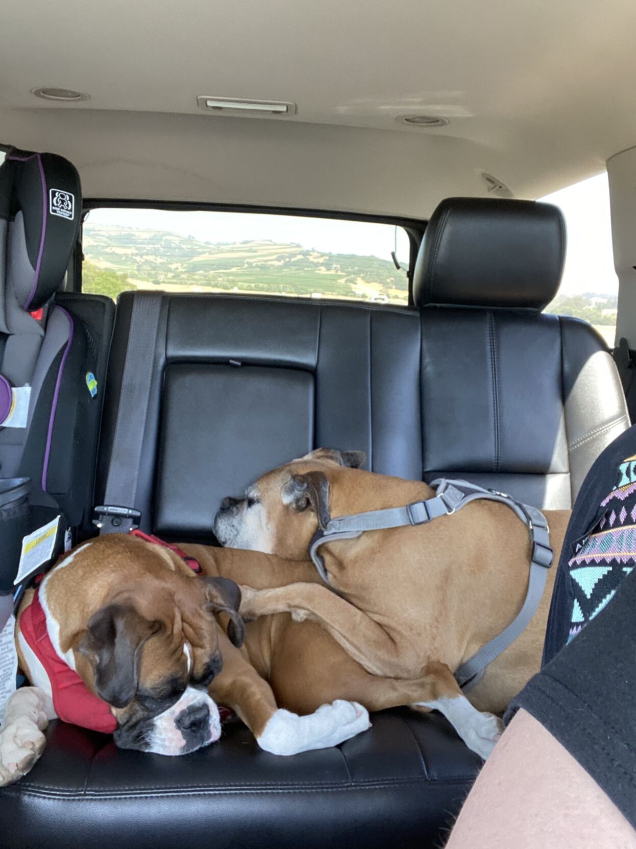 Scooby and Abbie